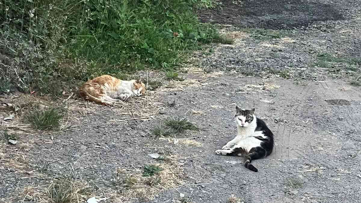 Colony of 19 feral cats rescued from Coventry industrial estate