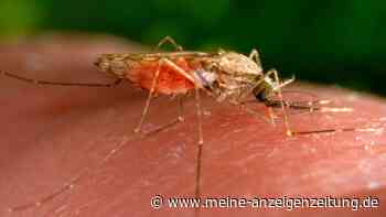 Behörde: Zwei Menschen in Frankfurt an Malaria erkrankt
