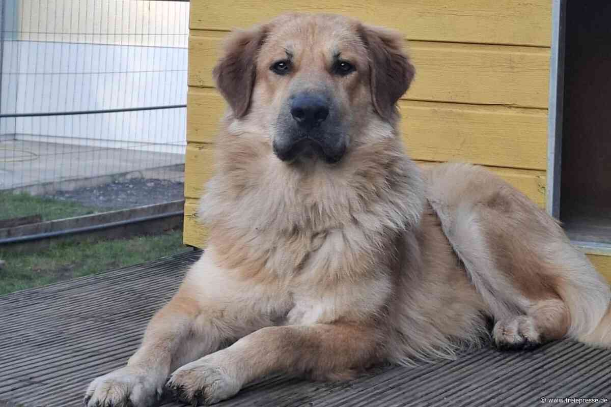 Vom Amt sichergestellte Tiere: Anzahl der Fälle im Erzgebirge nimmt deutlich zu