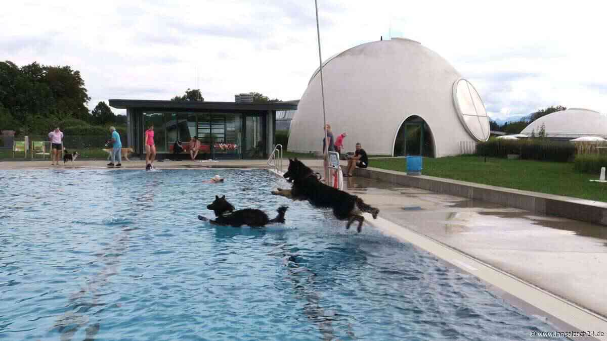 Hundebadetag in Bad Aibling: 202 Vierbeiner erobern die Therme