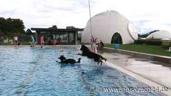 Hundebadetag in Bad Aibling: 202 Vierbeiner erobern die Therme