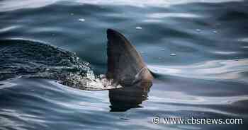 Shark attack injures surfer at popular beach in Australia