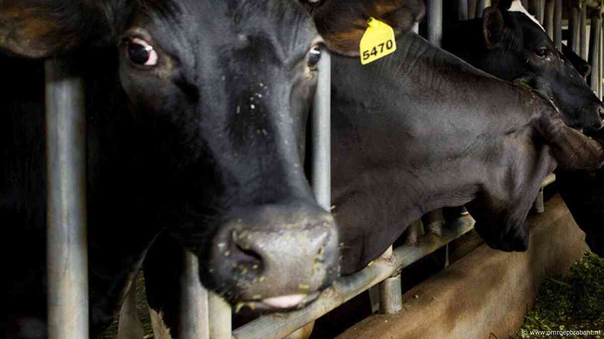 Kabinet benadrukt: 'Einde stikstofcrisis nodig voor economische groei'
