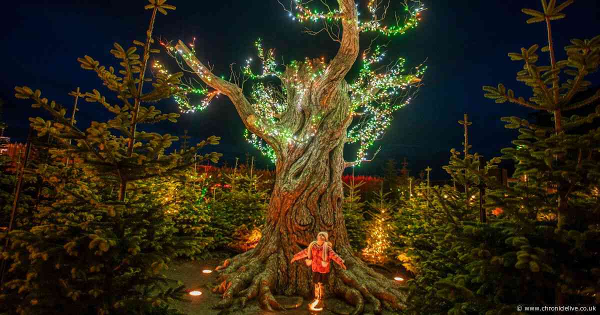 Award-winning North East attraction to provide magical setting for Winter Light Trail