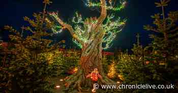 Award-winning North East attraction to provide magical setting for Winter Light Trail