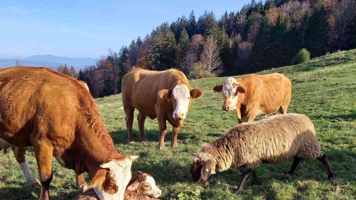 Wolf unter Verdacht: Zwei Schafe innerhalb weniger Tage gerissen – „Haben zur Familie gehört“