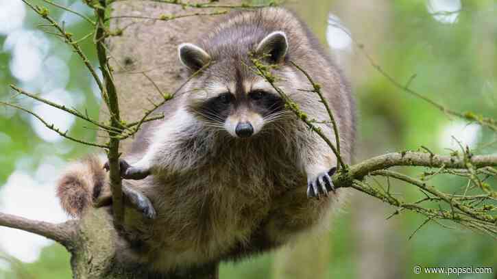 It’s almost time to airdrop rabies vaccines again