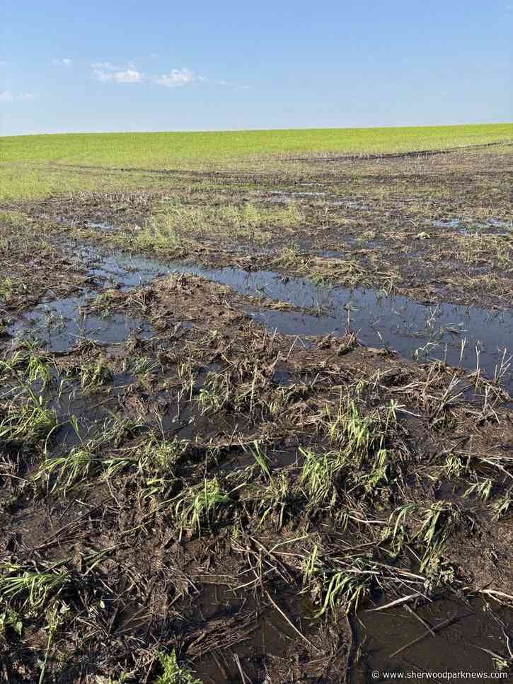 Strathcona County declares agricultural disaster as flooded fields threaten harvest