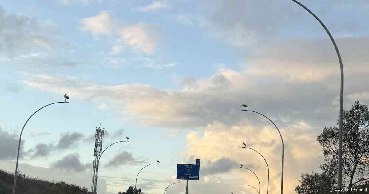 Automobilisten zetten hun auto stil langs weg in Zwolle: op elke lantaarnpaal staat een ooievaar