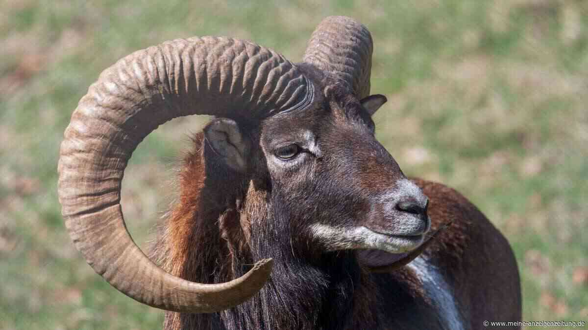 Südtirol will kompletter Tierart an den Kragen