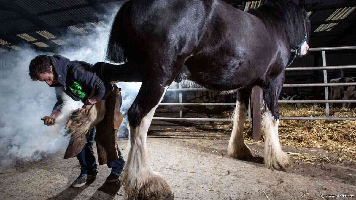 Guinness-Rekord für Hugo: Warum dieser Shire-Horse-Hengst alle überragt