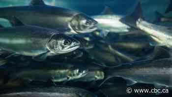 2 UBC researchers awarded $1M each to study toxic tire particles, microbial ocean life