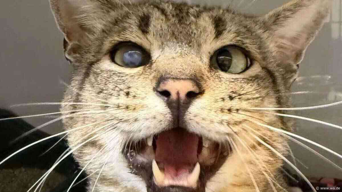 „Ein Zuhause hatte er vermutlich schon lange nicht mehr“ – kranker Kater sucht Menschen mit Herz