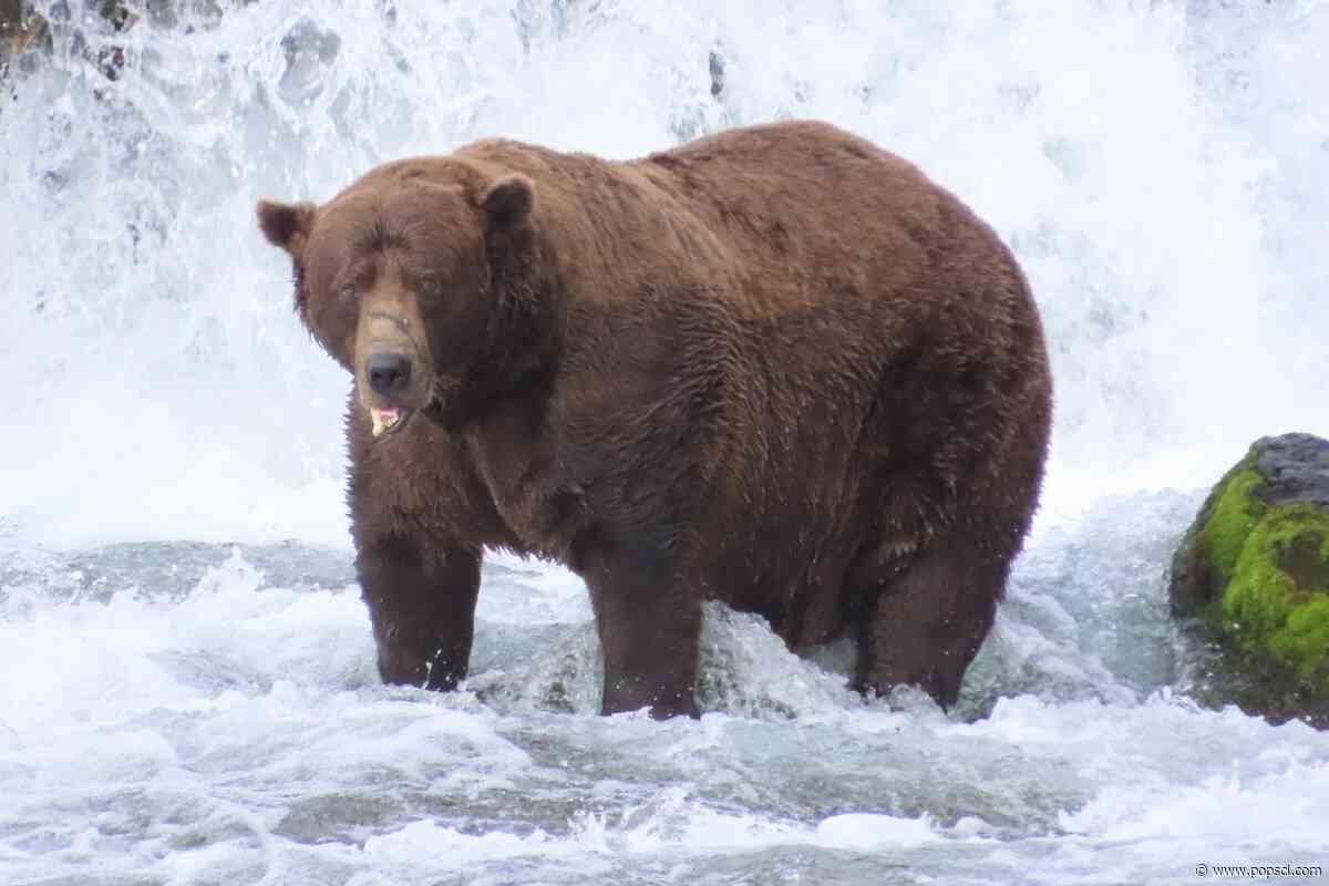 Big boy Chunk returns ahead of Fat Bear Week 2026