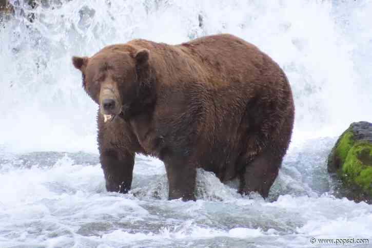 Big boy Chunk returns ahead of Fat Bear Week 2026
