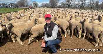 'We are in a crisis': the perfect storm driving up record ewe prices