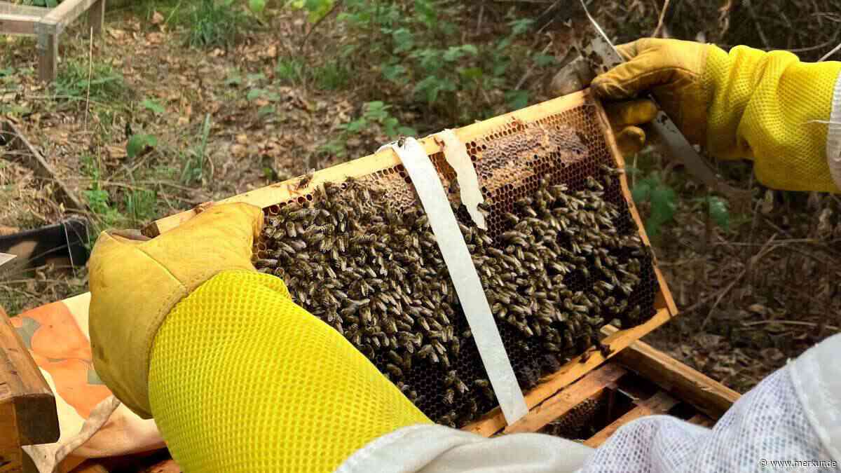 Imker überrascht von jährlicher Honig-Analyse – Bienen sammeln vor allem von einer Pflanze