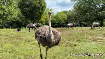 New zoo initiative inspiried by Penny the ostrich