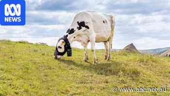 'Head sock' helping in fight against cattle methane emissions