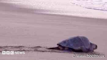 Mass nesting brings swarms of turtles to Mexican beach