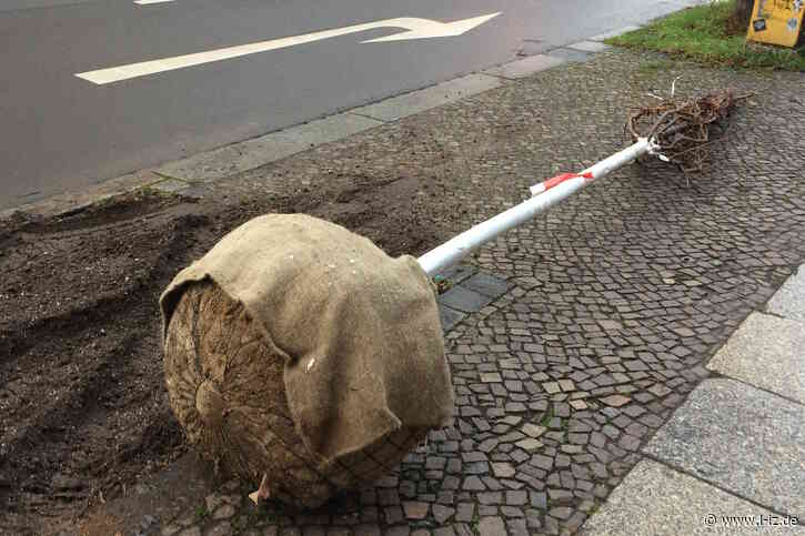 Leipzigs Stadtbäume und der Wald im Wandel: Spaziergänge im Rahmen der Woche der Klimaanpassung