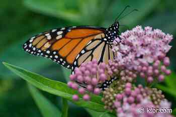 Millions of monarchs will soon migrate through Oklahoma