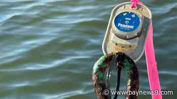 Study will determine if warmer waters are stressing seagrass in Old Tampa Bay