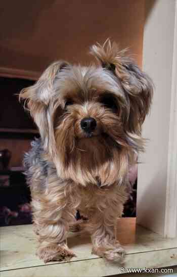 Utah couple left reeling after their dog was mistakenly euthanized