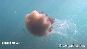 Giant jellyfish with '40ft tentacles' captured on camera