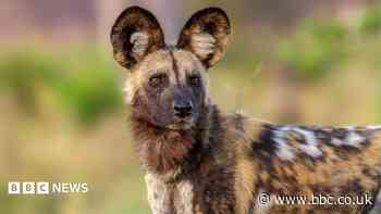 Wild dogs record 2,500-mile trek across Zambia in search of a mate