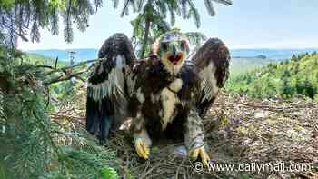 Adorable golden eagle fledglings are named Sassy and GoldenEye by Dame Judi Dench and Outlander star Sam Heughan during conservation project