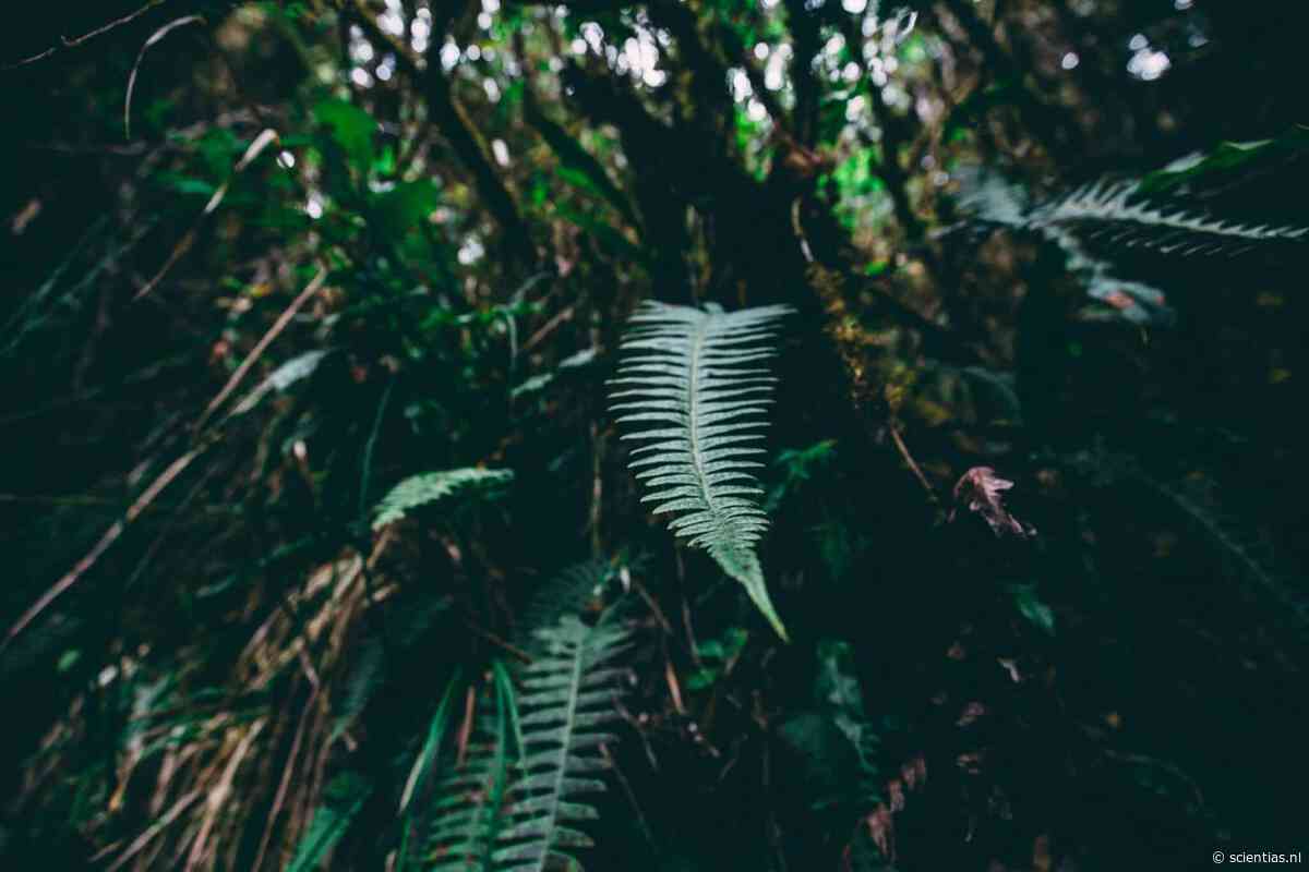 Amazonegebied geteisterd door extreme weersomstandigheden nog voor de komst van El Niño