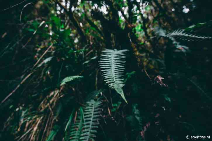 Amazonegebied geteisterd door extreme weersomstandigheden nog voor de komst van El Niño