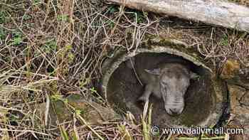 Ewe have got to be joking! Knackered ram gets trapped in concrete pipe after taking refuge from nine randy sheep