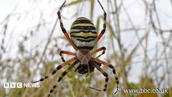 Large wasp spider species arrives in West Midlands