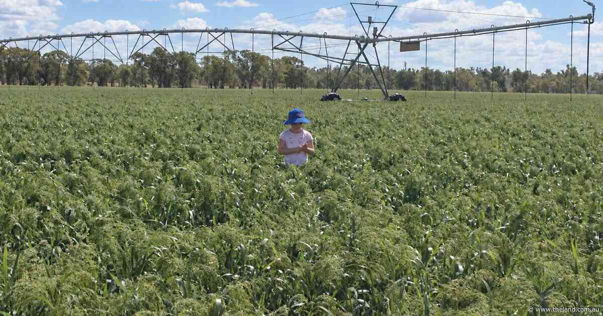 Impressive Dumaresq River irrigation farm a versatile performer