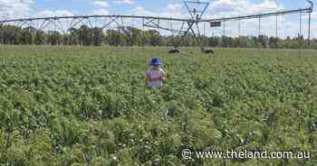Impressive Dumaresq River irrigation farm a versatile performer