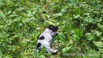 Dog lovers will never tire of watching Gösta the narcoleptic cocker spaniel puppy fall asleep
