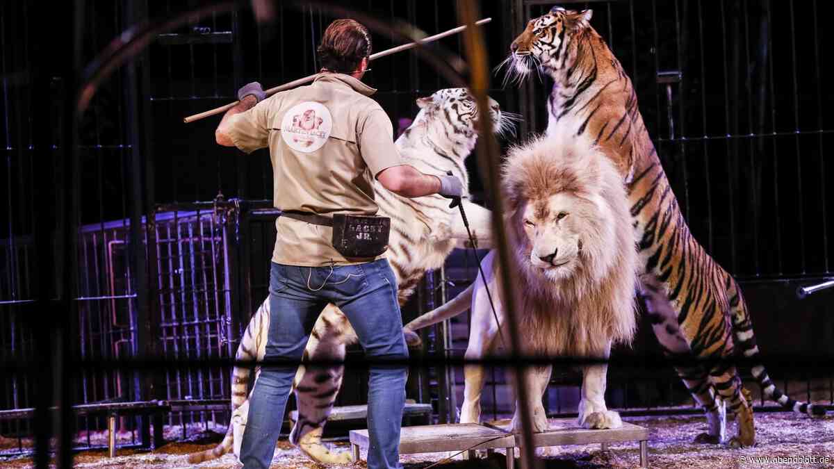 Tierschützer veröffentlichen Video zum aktuellen Programm von Circus Krone