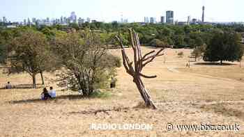 The risky future for London's trees