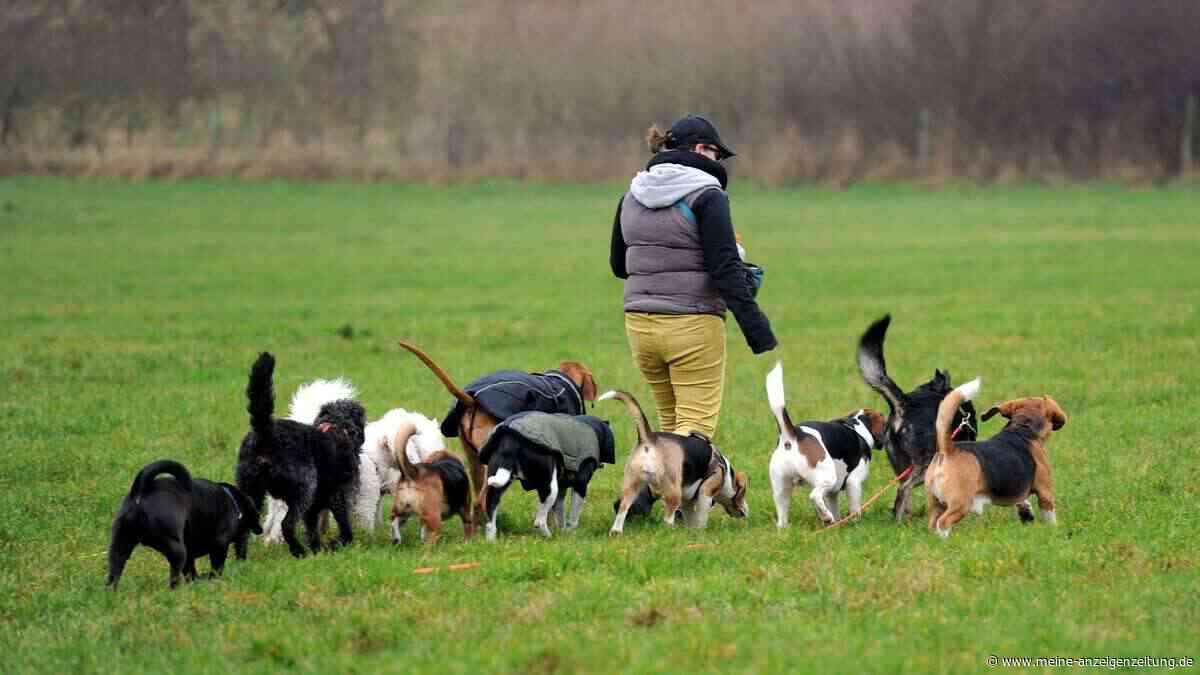 Wann Kosten für Hund und Katze steuerlich absetzbar sind