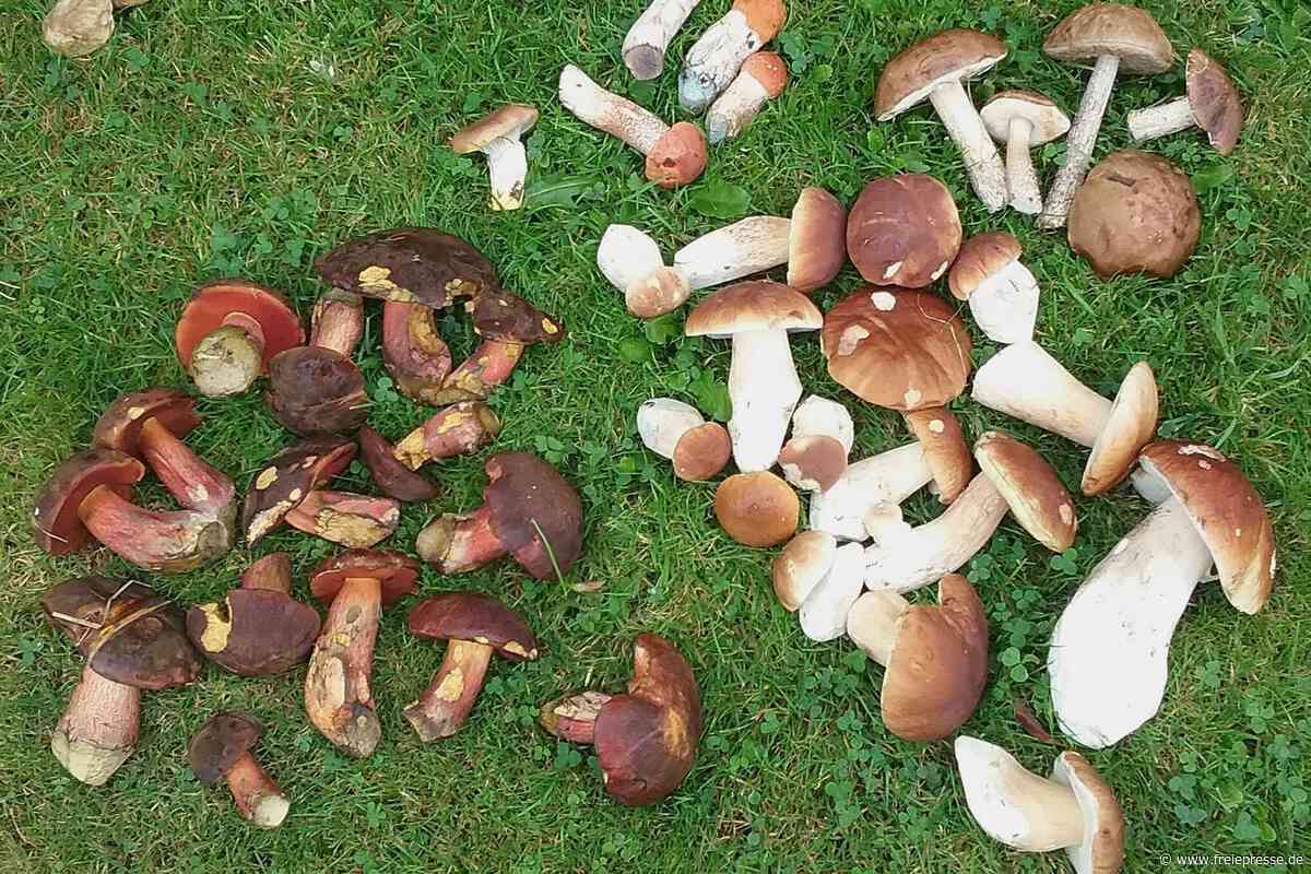 Pilze sammeln im Vogtland: An diesen Stellen lohnt sich die Suche jetzt besonders