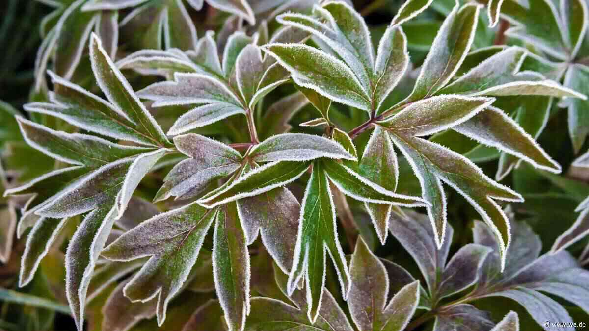 Pfingstrosen im Winter: Schützen Sie die Sträucher schon im Herbst vor Schneebruch