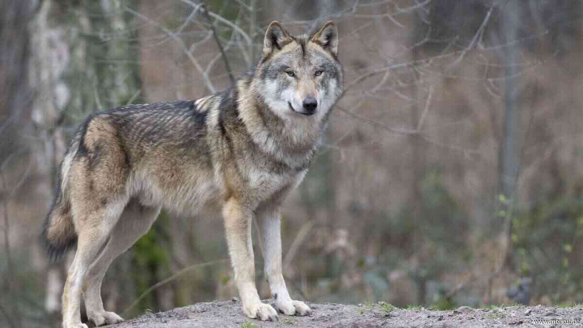 Gericht stoppt Wolfsabschuss in Südtirol in letzter Sekunde – Kritik an „Freitagabend-Trick“