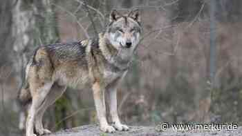 Gericht stoppt Wolfsabschuss in Südtirol in letzter Sekunde – Kritik an „Freitagabend-Trick“