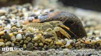 Endangered crayfish released at safe site