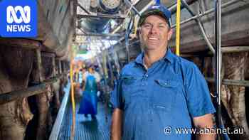 Kenilworth Dairies offers lifeline to Queensland dairy farm facing closure