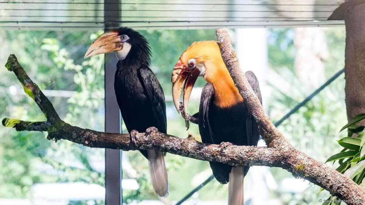 Tierpark Hellabrunn wird deutlich teurer – diese Preise gelten ab Oktober