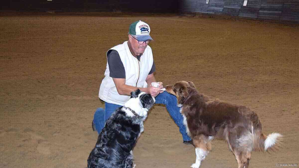 Eis mit Parmesan: Hunde lieben es – Menschen finden es ungewöhnlich