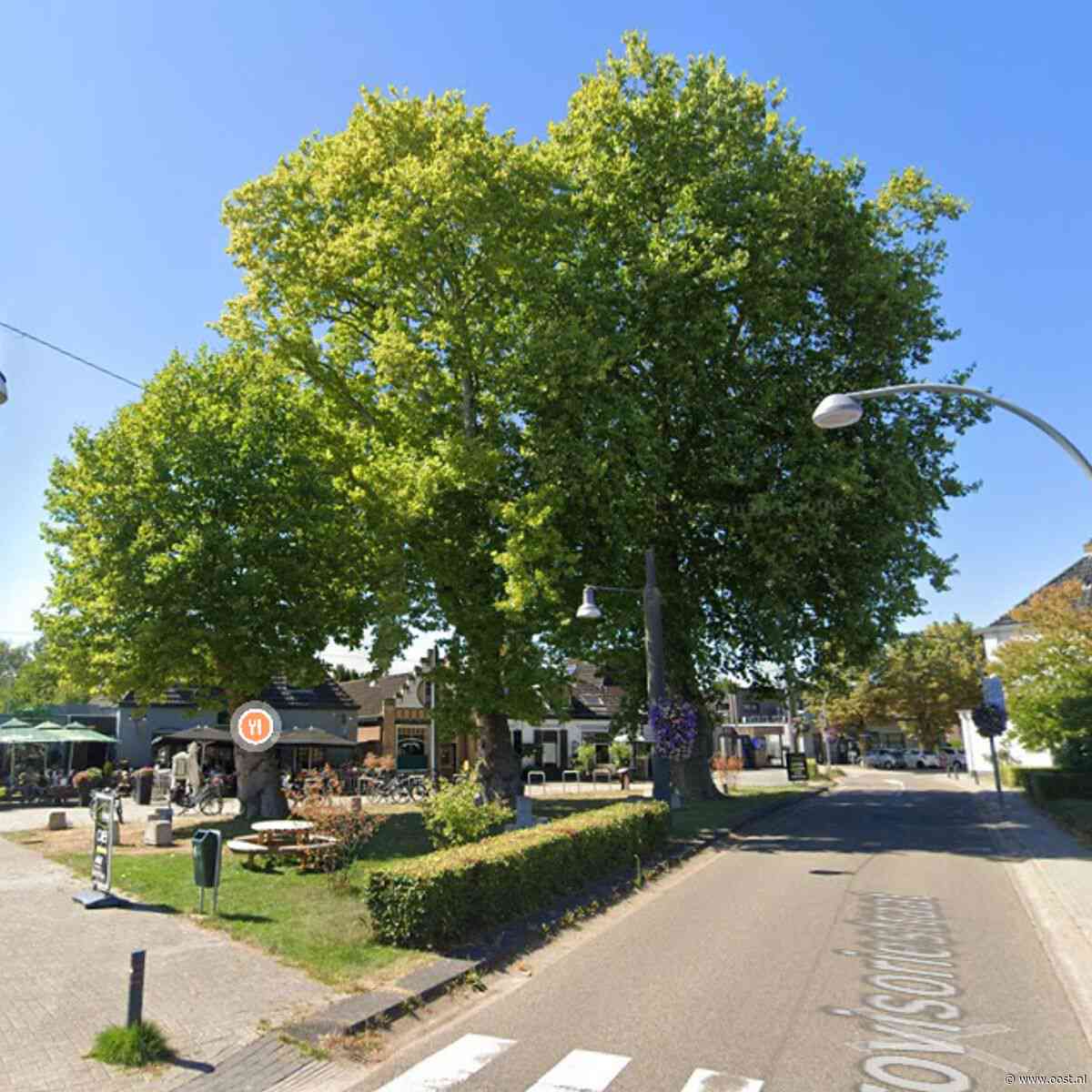 Wervelstorm kreeg ze niet klein: platanen nu in race voor Boom van het Jaar
